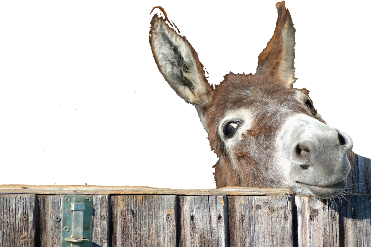 burro
