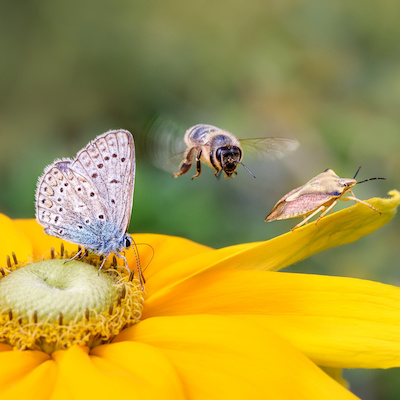 pexels-ajaybhargavguduru-939729